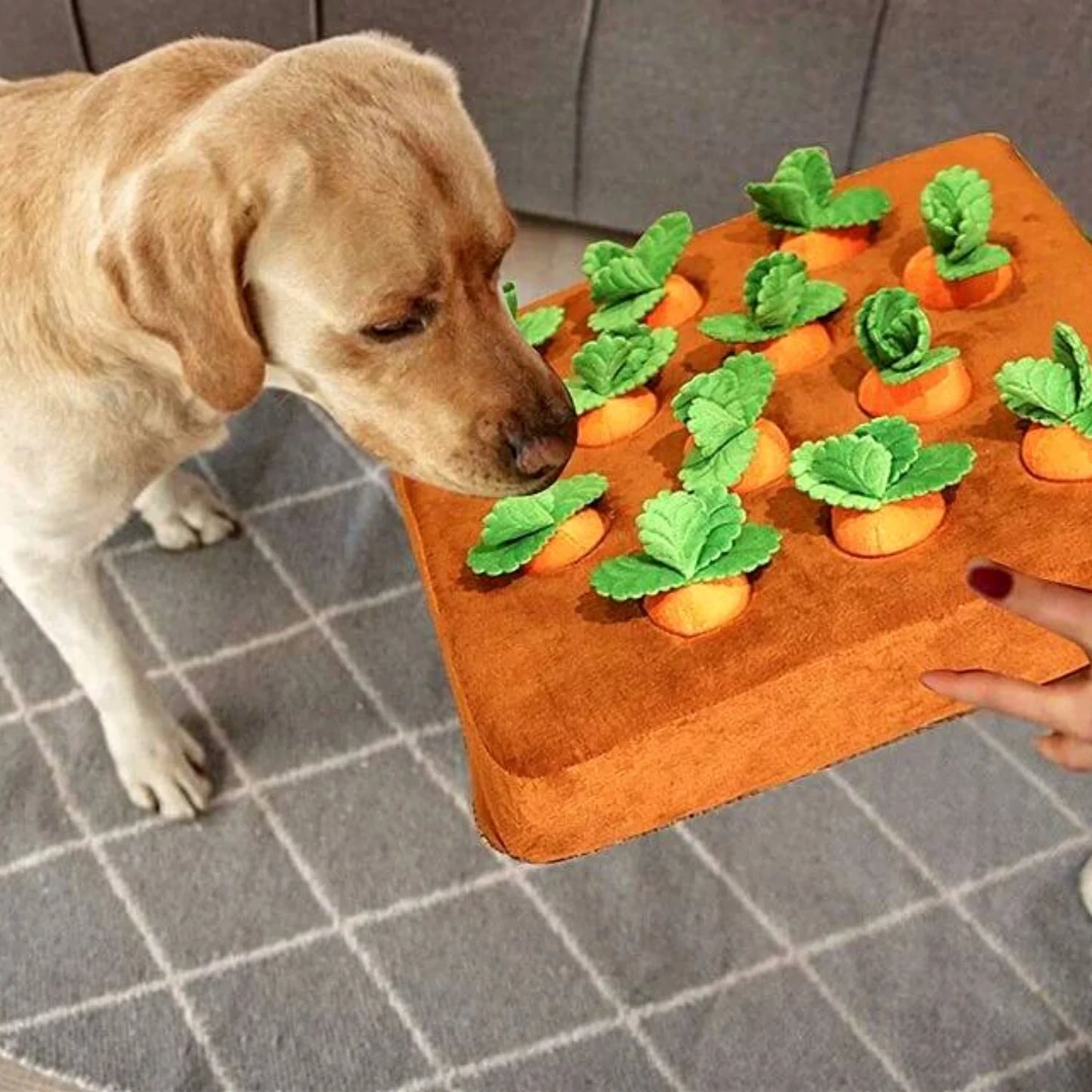 Juego de Entretenimiento con Zanahorias para mejorar la salud mental de los perros