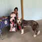 Crea Una Almohada Personalizada Para Perros